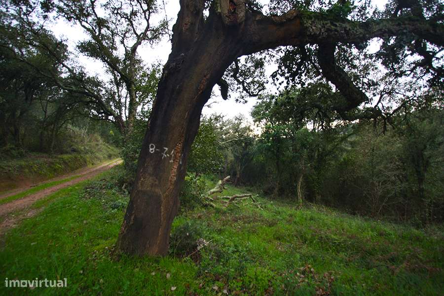 Grande propriedade, com floresta e 2 ruínas, Fraldeu, Óbidos - Grande imagem: 4/45