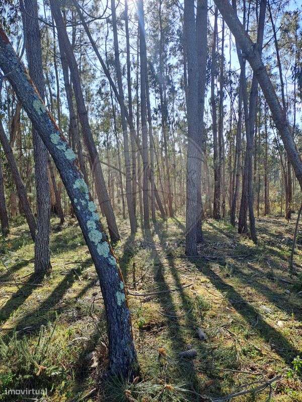 Terreno  para venda - Grande imagem: 4/4