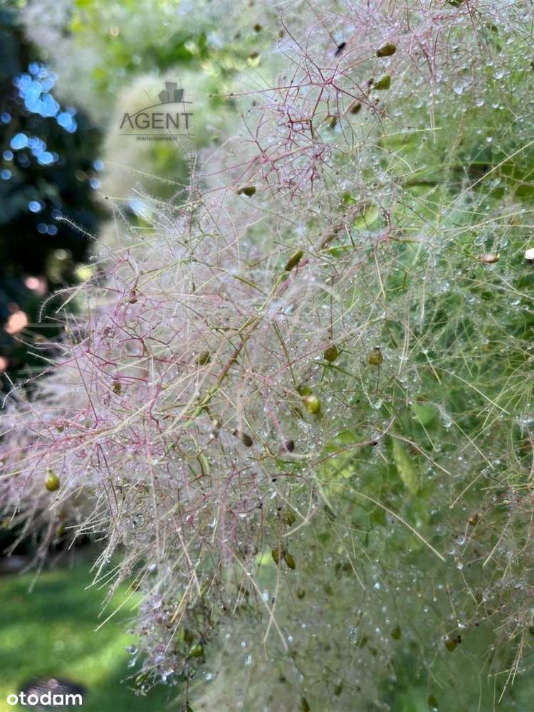 Dom w malowniczym zakątku Bydgoszczy!!!-2