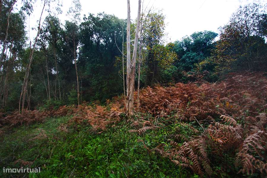 Grande propriedade, com floresta e 2 ruínas, Fraldeu, Óbidos-31