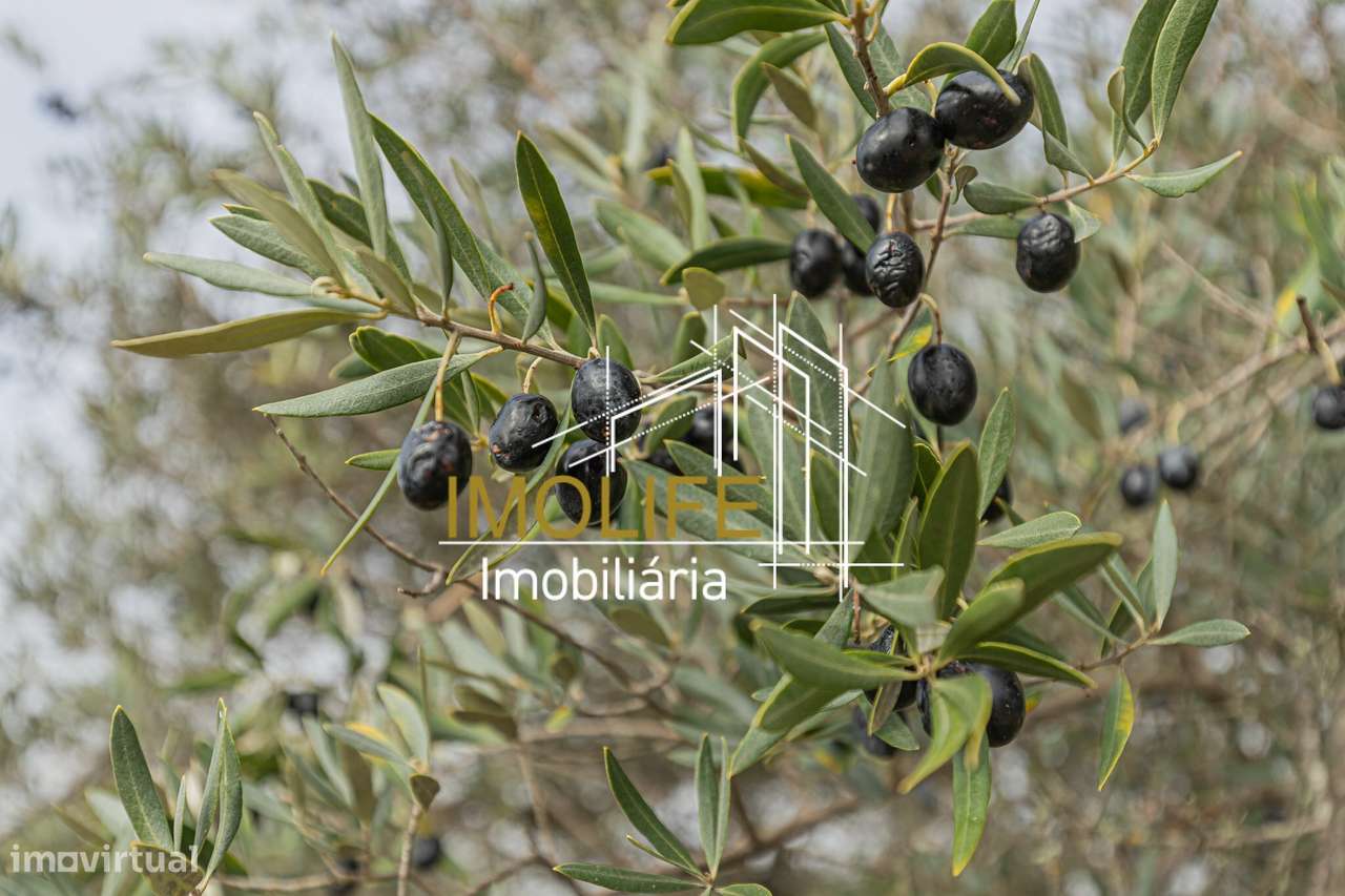 MONTINHO DO CHIADO - MALARRANHA - PAVIA-30