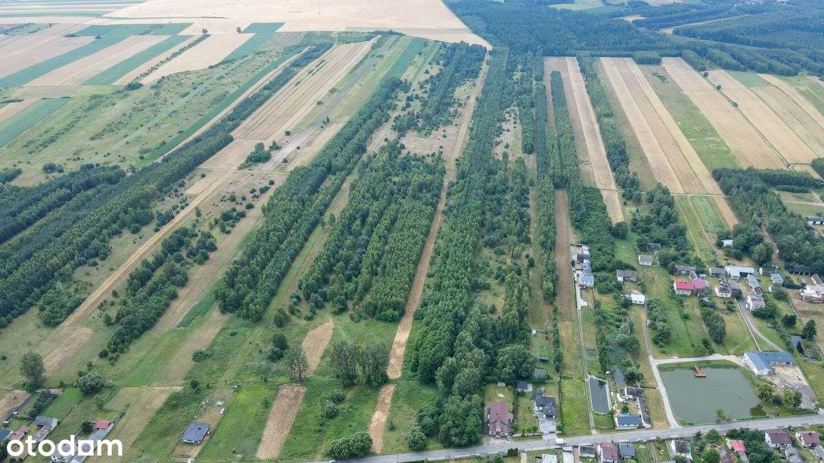 Działka 4,64 ha z częścią budowlaną | Gmina Mstów - Pełny obrazek: 5/7