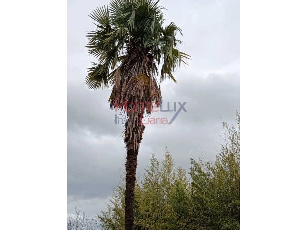 Quinta com Projeto para Turismo Rural em São Pedro do Sul-44