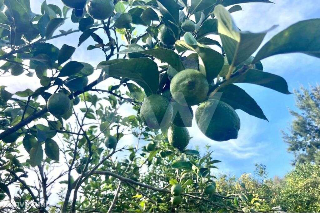 Limoal na Zona Oeste | Concelho de Mafra - Grande imagem: 3/30