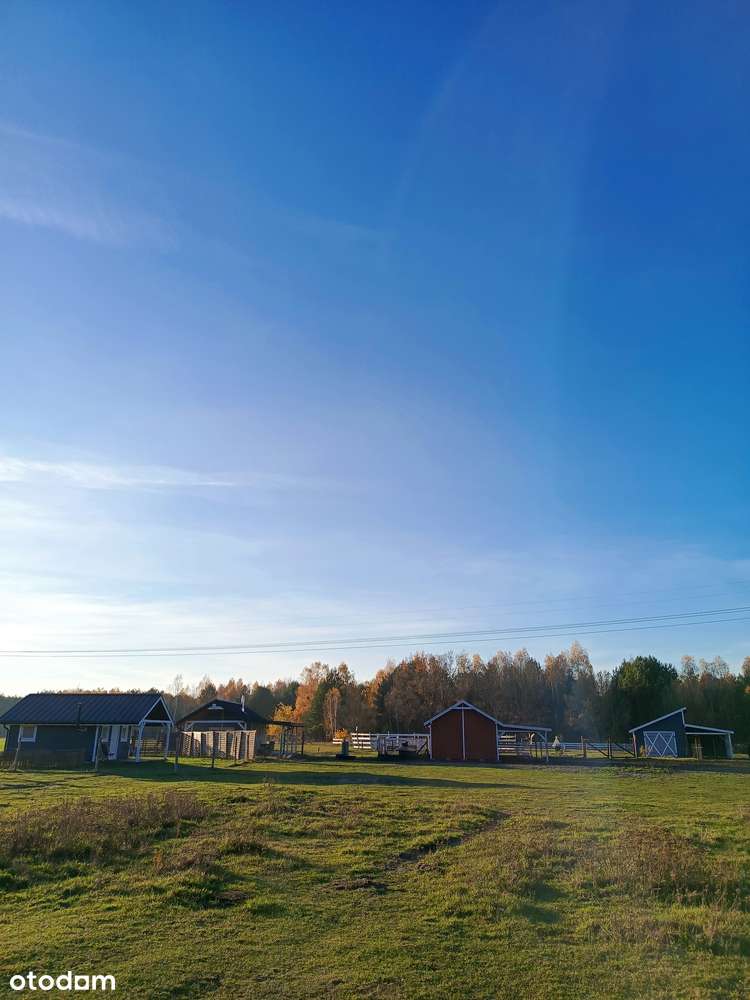 Siedlisko pod konie Mazowieckie - Pełny obrazek: 5/14