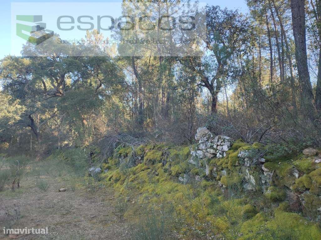Terreno rústico com sobreiros - Salgueiro do Campo - Grande imagem: 4/9
