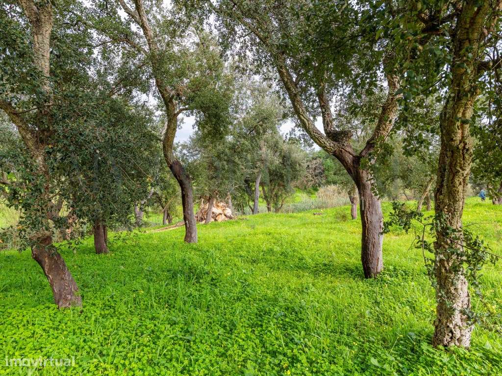 'Casa do Bosque': Terreno Urbano de 1 Hectare em Azeitão - Onde o L...-22
