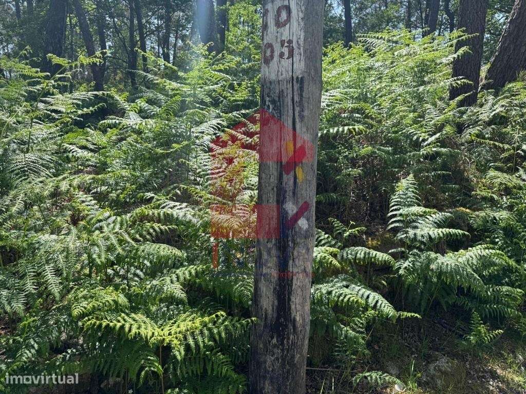 Terreno para projeto Turístico, Gerês-36