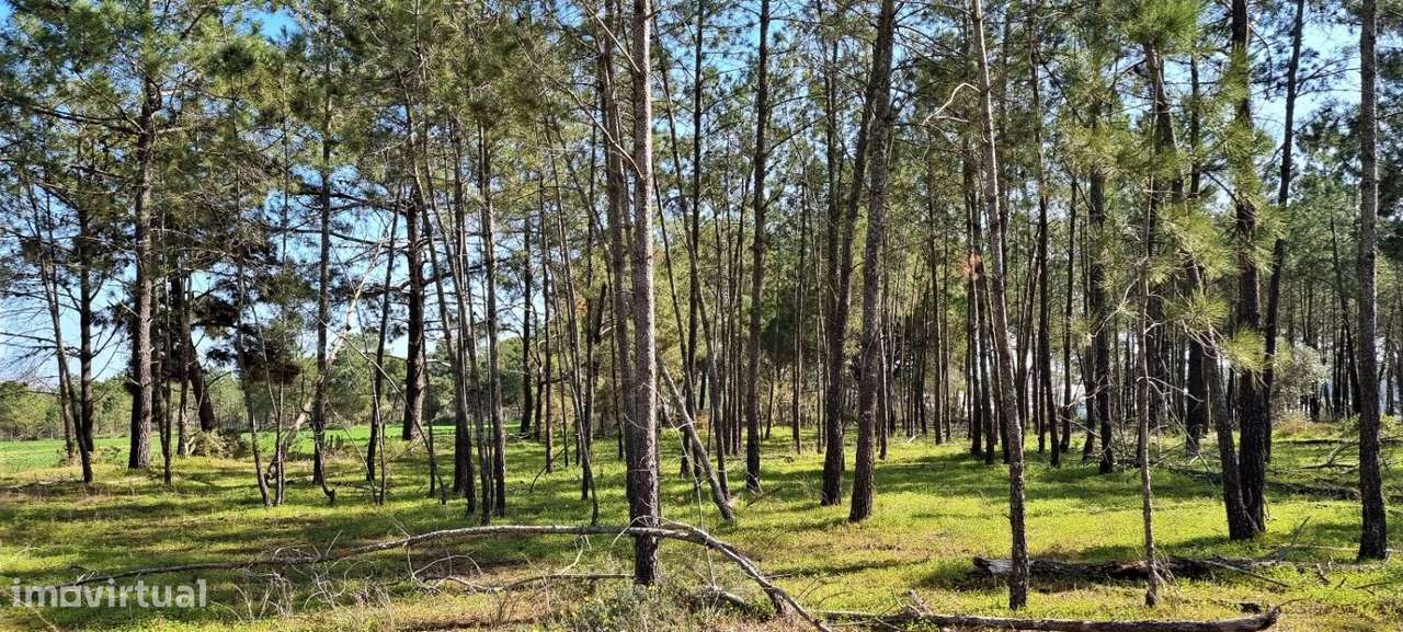 Terreno Misto com 35.020m2 - Grande imagem: 2/19