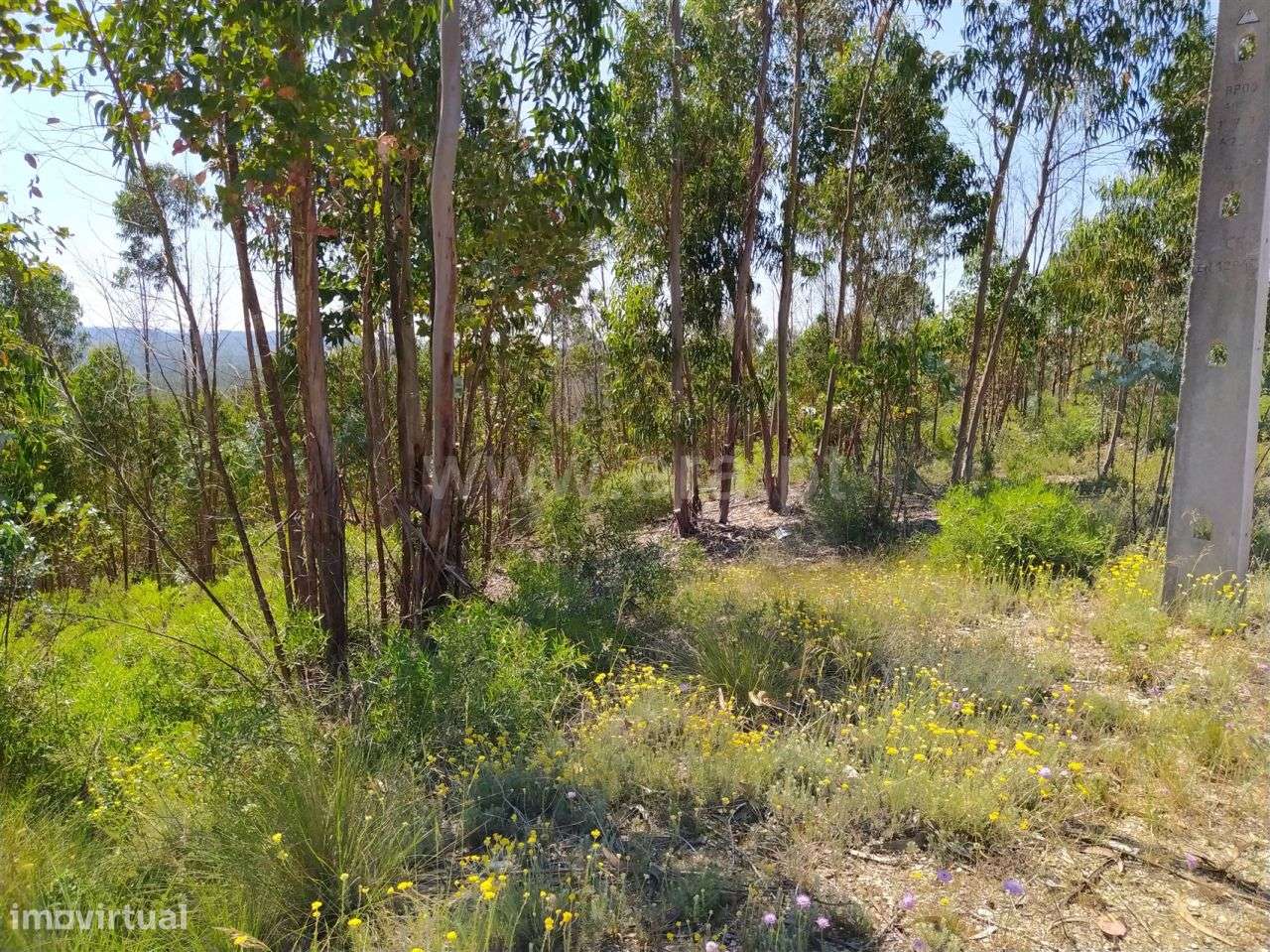Terreno localizado em Sabacheira! - Grande imagem: 4/6