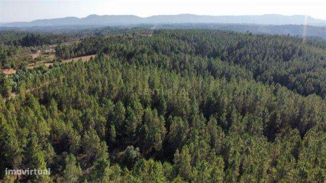 Terreno Rústico em Rodeios - Grande imagem: 5/16