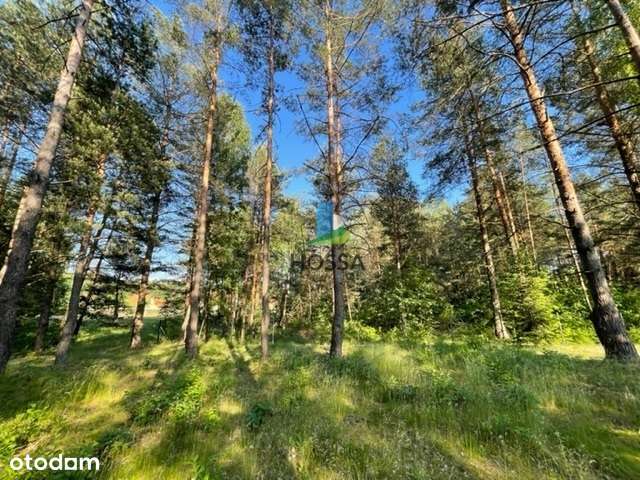 Działka przy lesie w Wiknie nad jeziorem Omulew - Pełny obrazek: 5/14