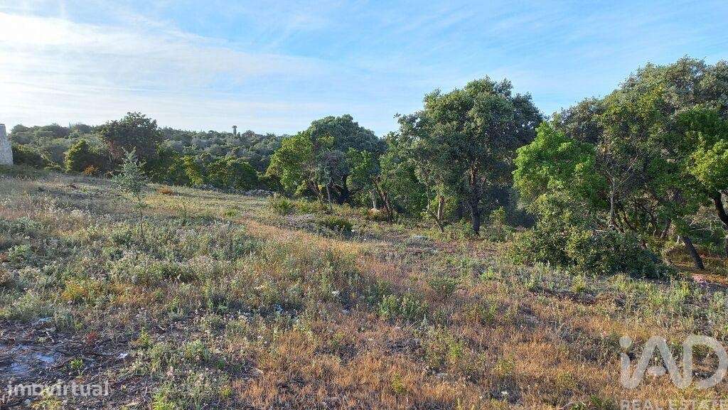 Terreno em Santa Bárbara de Nexe de 1880,00 m2 - Grande imagem: 4/6