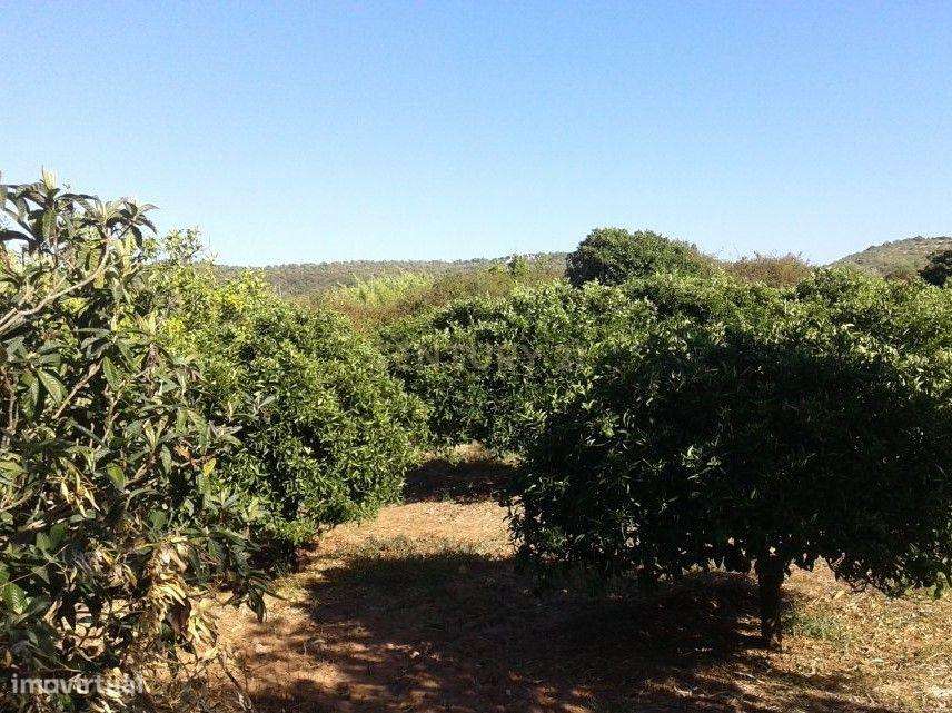 Terreno Rústico de 6725 m2, situado em Santo Estevão a escassa distânc - Grande imagem: 3/4