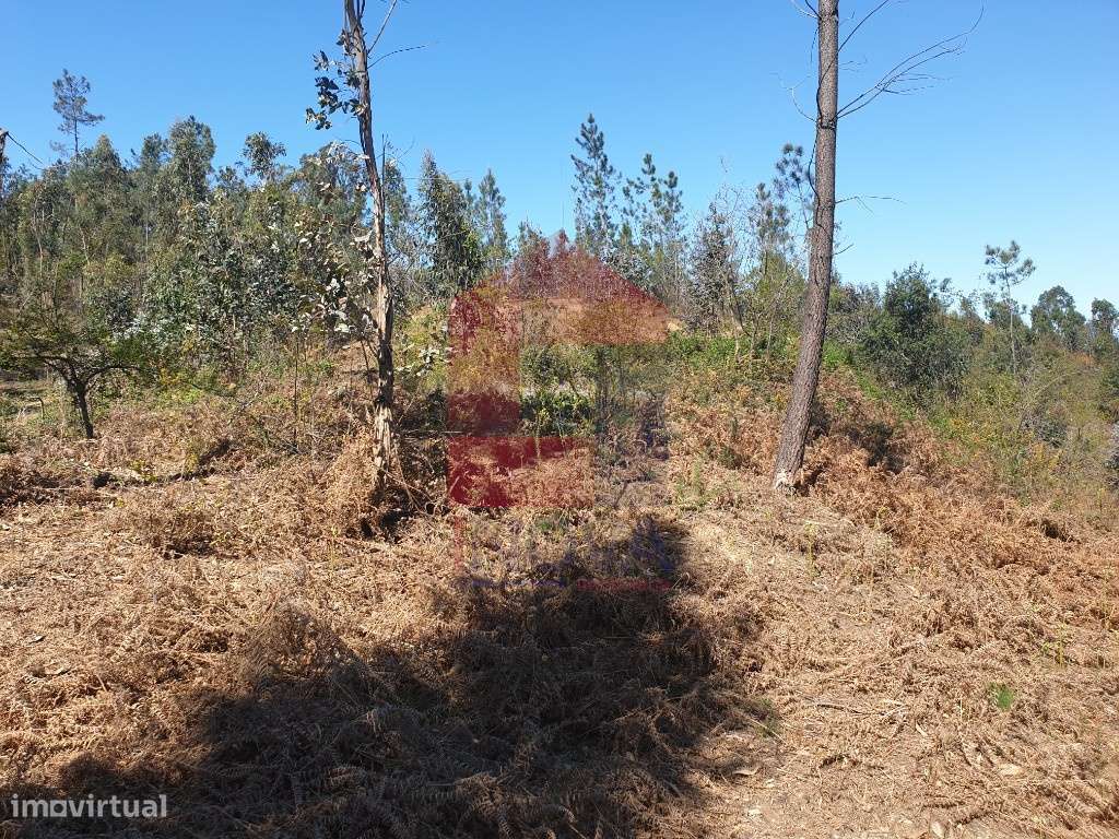 Terreno florestal, Cabanelas - Grande imagem: 5/9