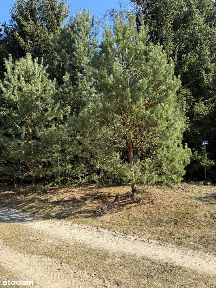 Urokliwa działka budowlana nad jeziorem Laskowskim (200 m do wody)-4