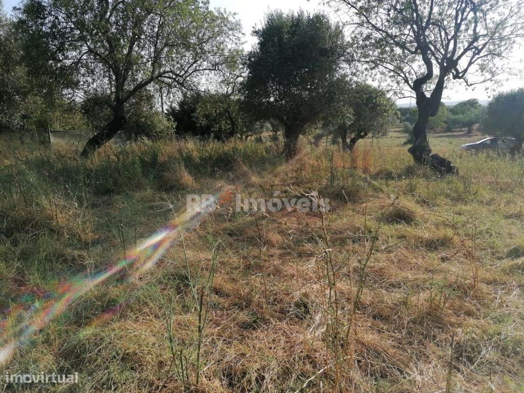 Terreno com malha urbana e arrumos - Oportunidade Única entre Tomar... - Grande imagem: 5/19