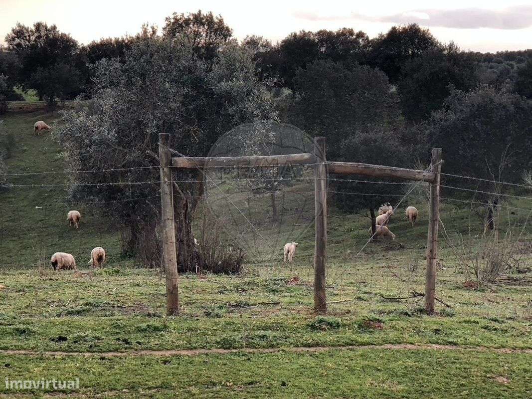 Quinta T6 para venda-19