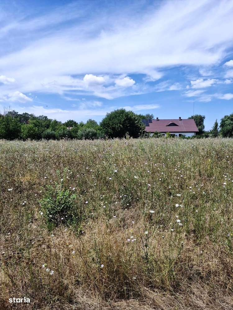 Ciorogarla -Padure-7