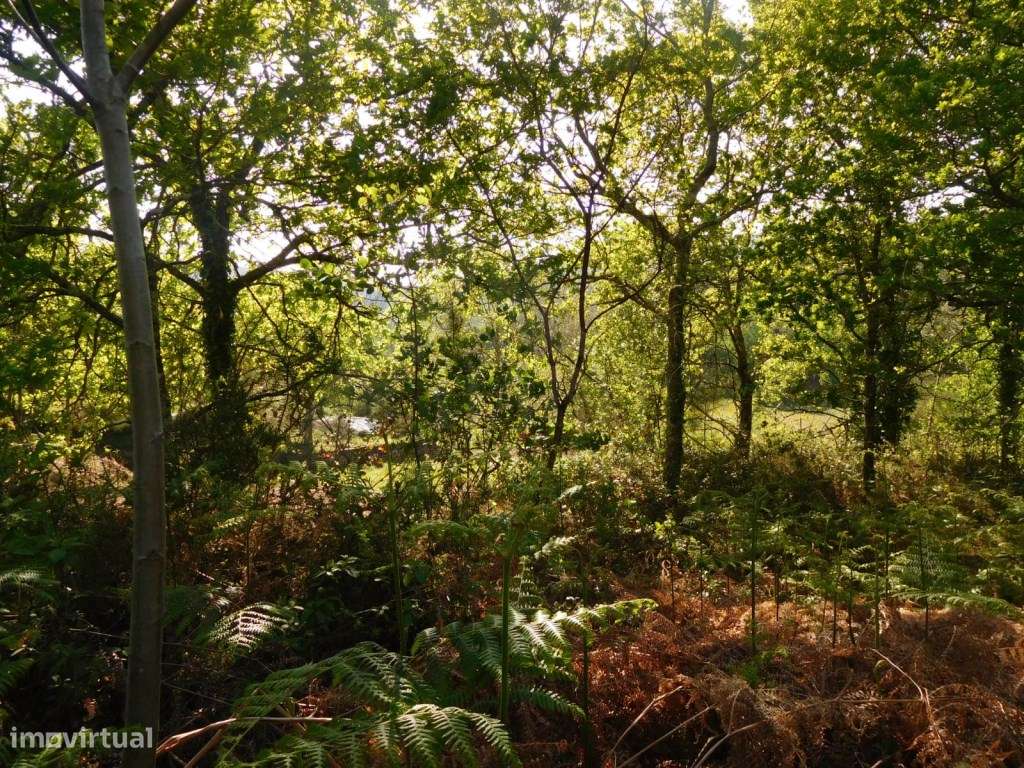 Terreno para construção. - Grande imagem: 4/4