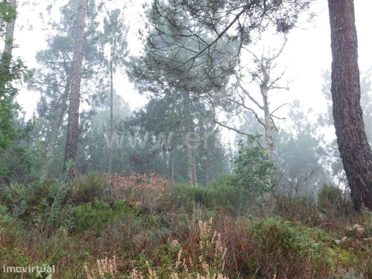 Terreno Rústico / Fundão, Souto da Casa - Grande imagem: 3/5