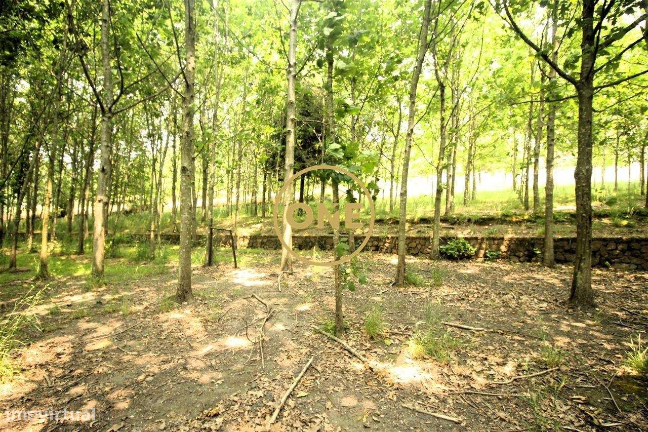 Terreno Florestal em Ribeirão - Grande imagem: 4/17