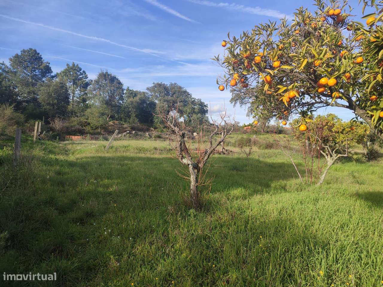 Terreno Rústico, Tinalhas, Castelo Branco - Grande imagem: 3/19