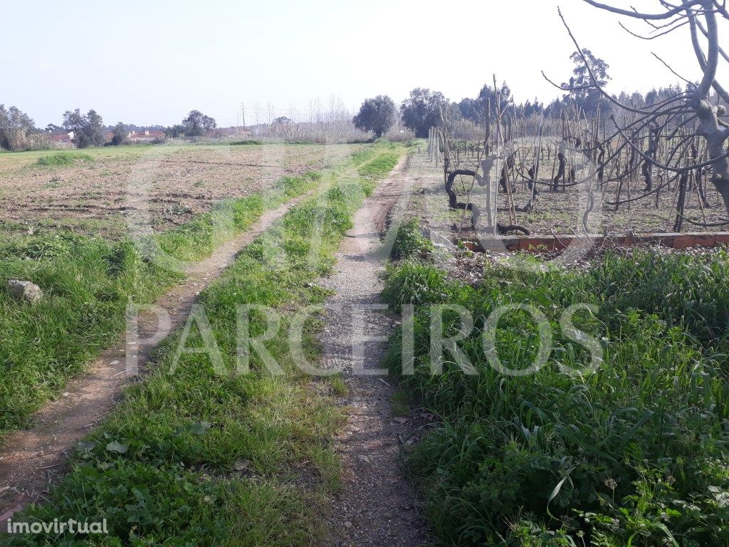 Terreno agrícola Bustos