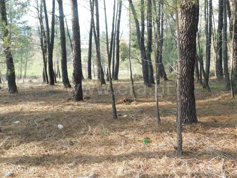 Terreno Rústico / Fundão, Enxames - Grande imagem: 2/5