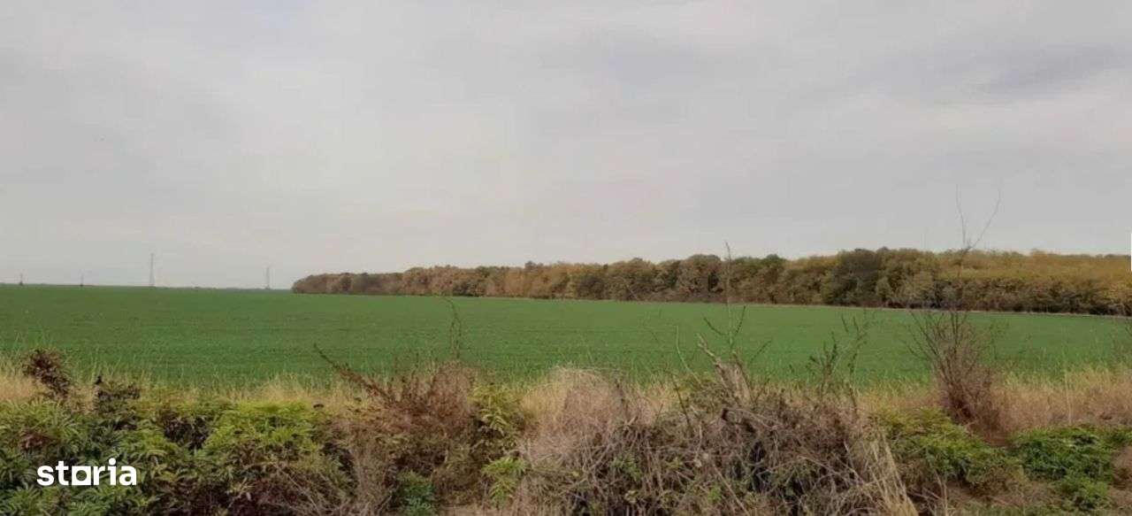 Teren agricol 1.5 Ha cu CF,terenul nu este arendat,Chiselet,Calarasi - Imagine principală: 3/4