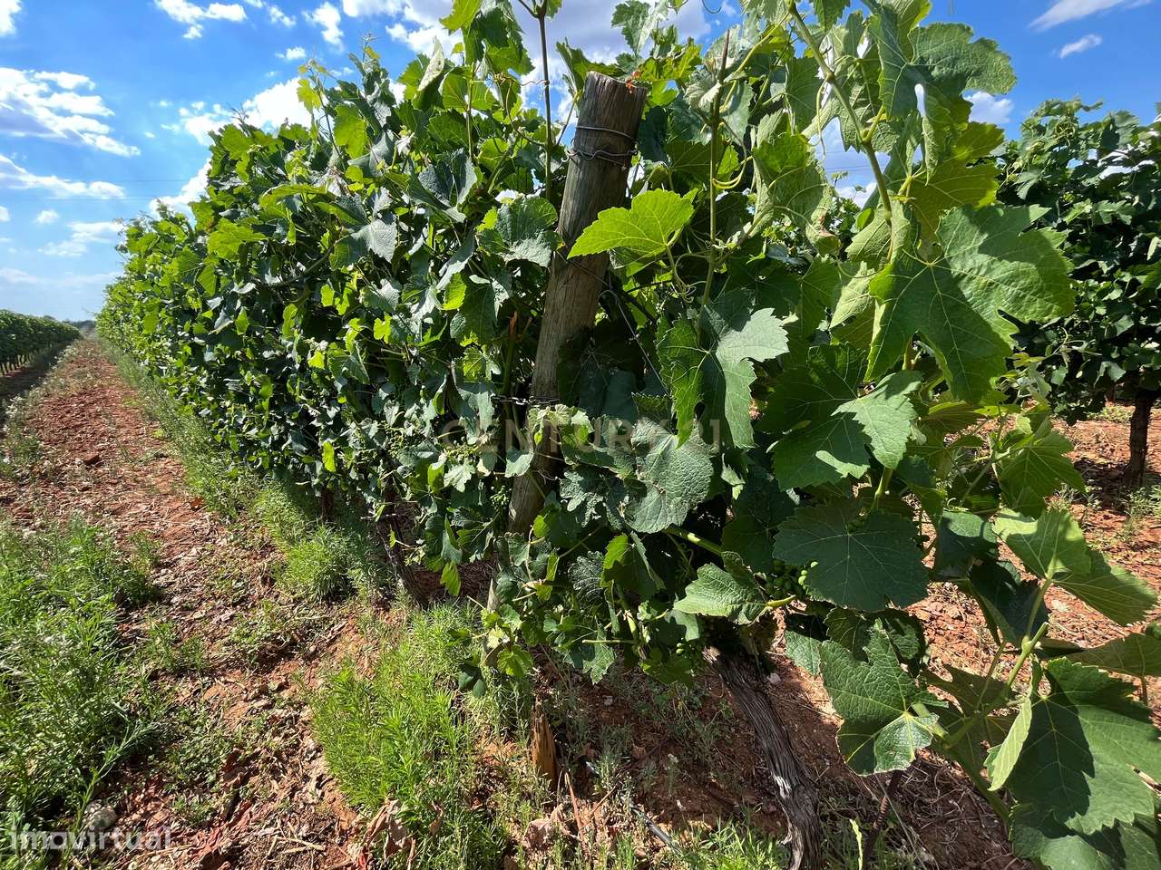 Herdade com 81.325,00 m2 de Vinha em Estremoz - Grande imagem: 4/6