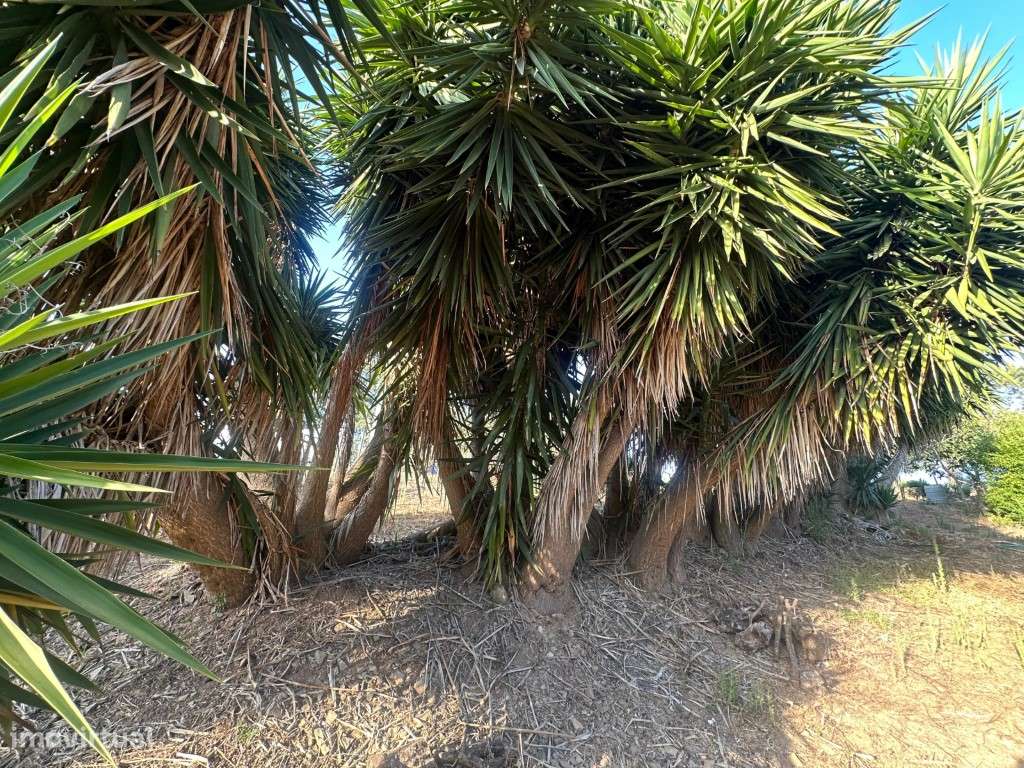 Monte Alentejano com 3,4 ha de natureza e potencial turístico-38