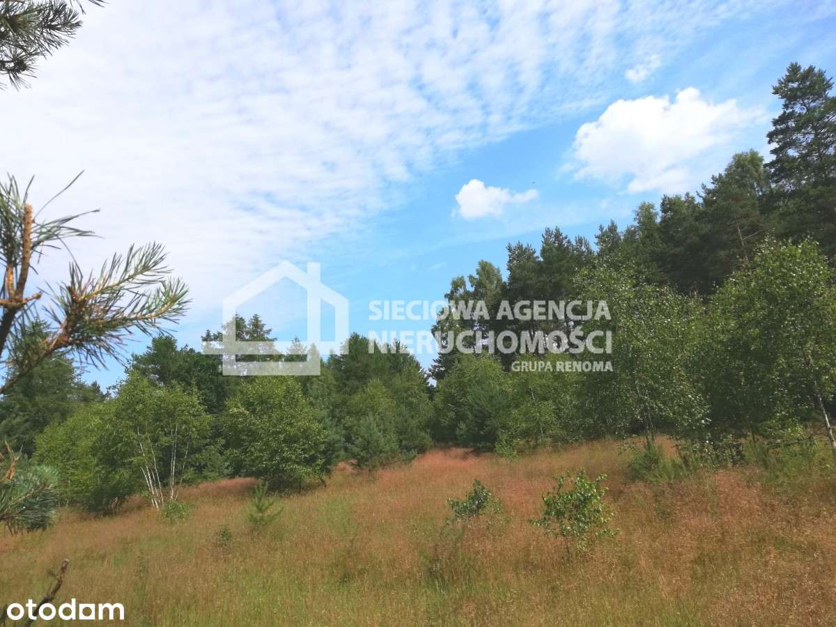 Działka na leśnej polanie Oaza Ciszy spokój 6400m - Pełny obrazek: 2/4