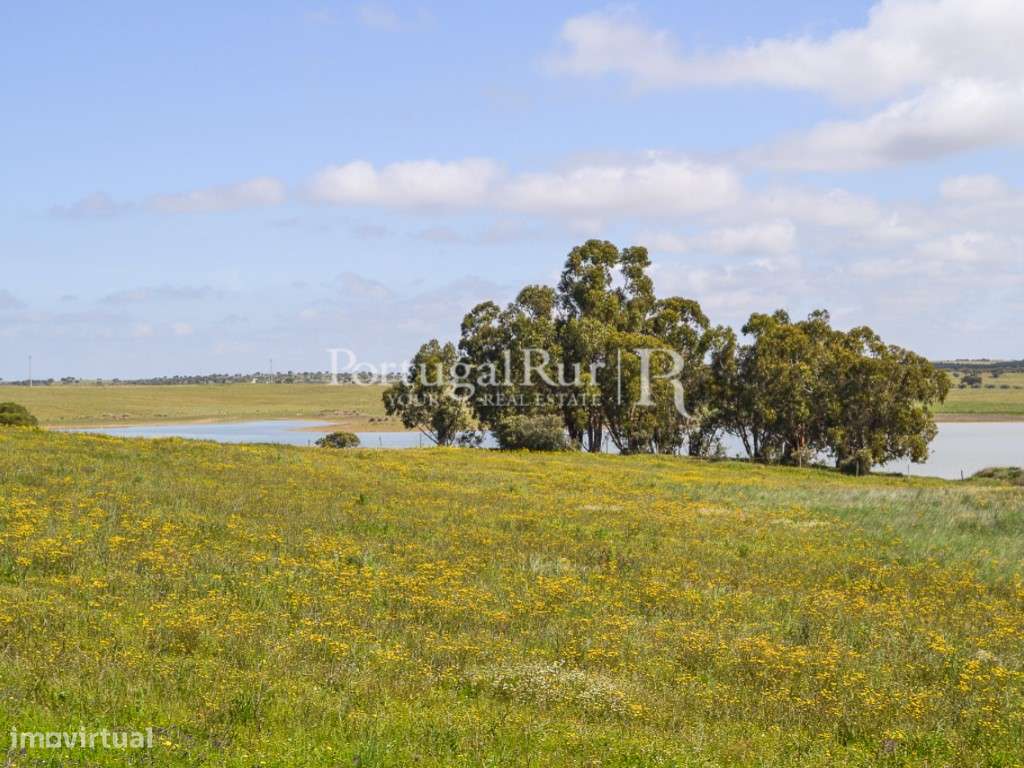 Terreno para construção de Exploração Agrícola - Grande imagem: 4/16