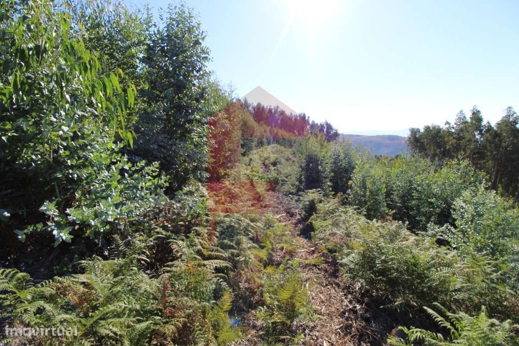 Terreno para plantação em Santiago Carreiras - Grande imagem: 4/24