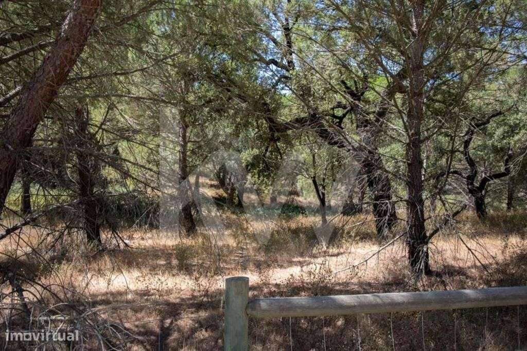 Terreno em Santo Estevão - Grande imagem: 2/13