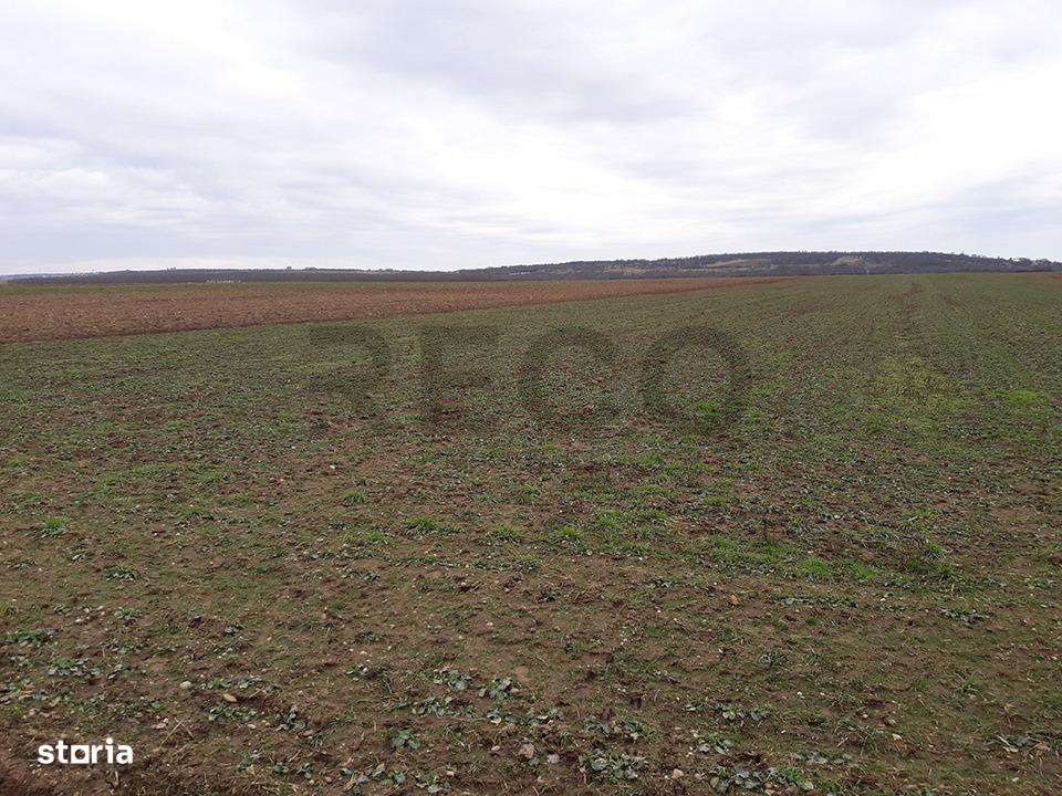 RECO Teren in Santandrei 29 100mp-1