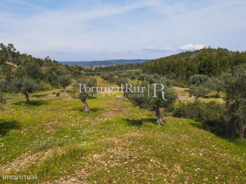 Herdade de 47,7ha com eucaliptal - Grande imagem: 4/32