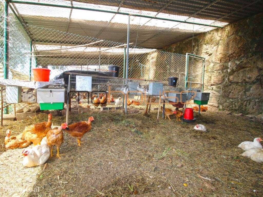 Quinta agrícola - 45 minutos do Porto-51