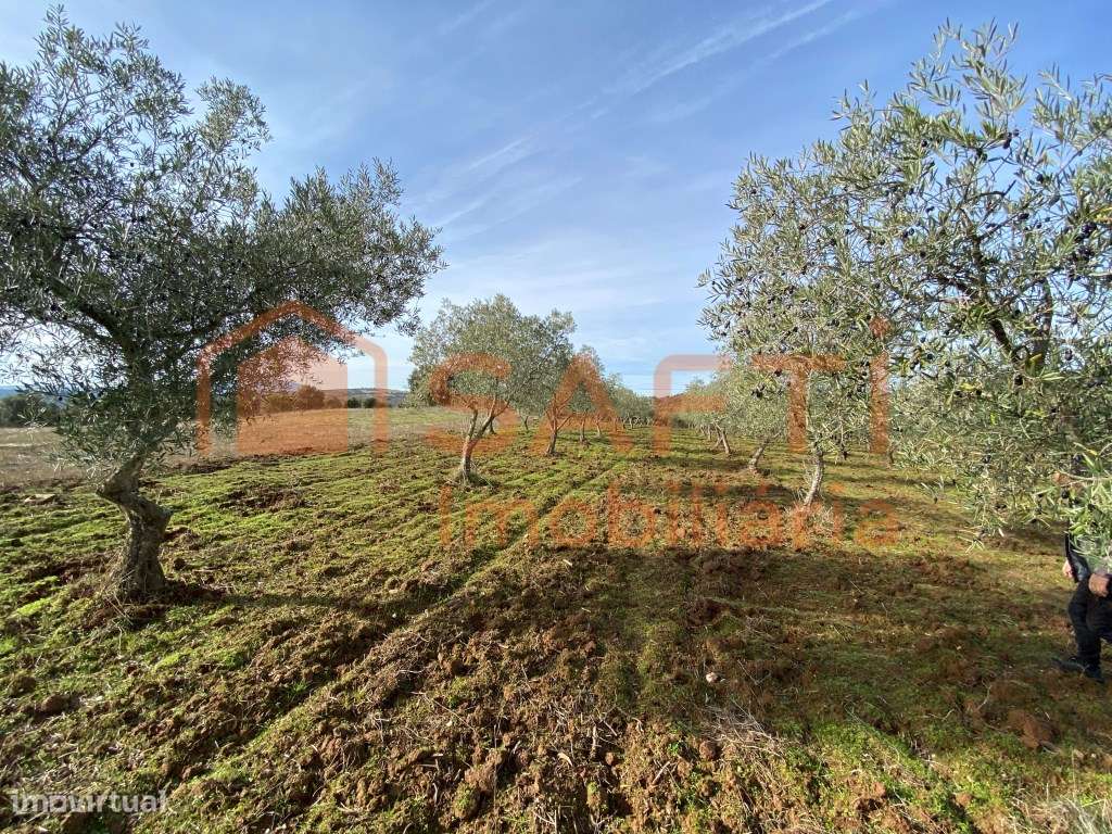 Olival de Excelência com 2,2 Hectares em Macedo de Cavaleiros - Pro...-16