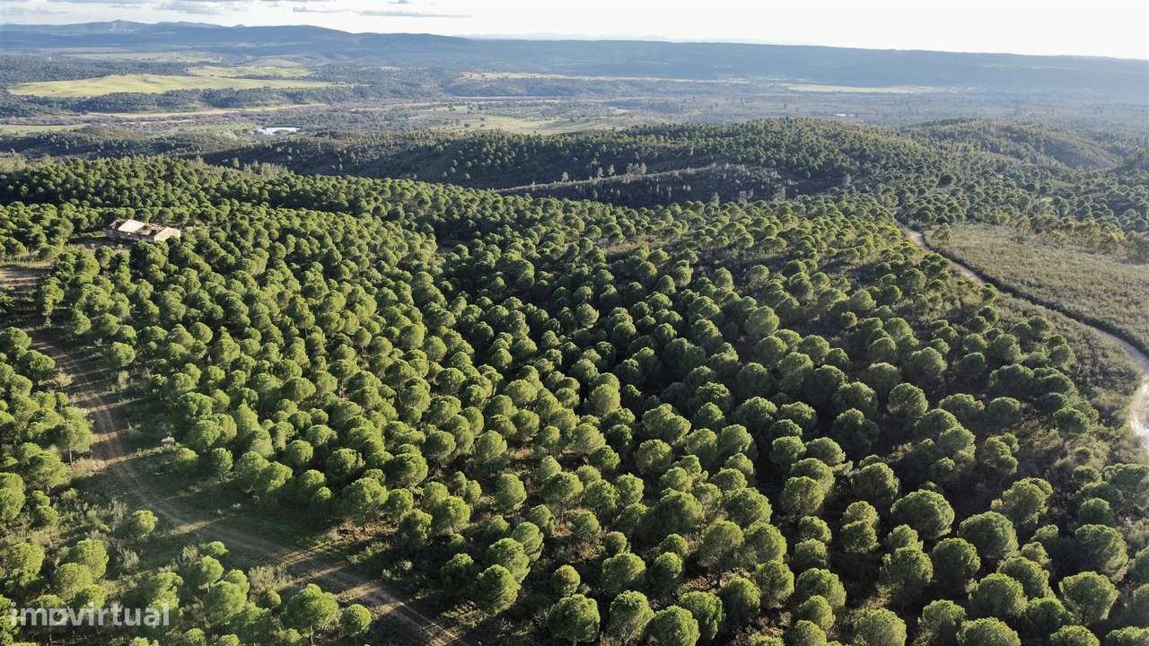 Herdade T5 Venda em Escalos de Baixo e Mata,Castelo Branco-9