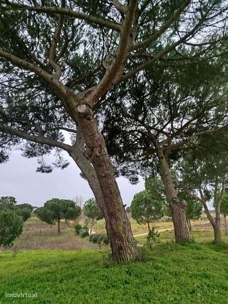 Vendo terreno rústico - Grande imagem: 4/5