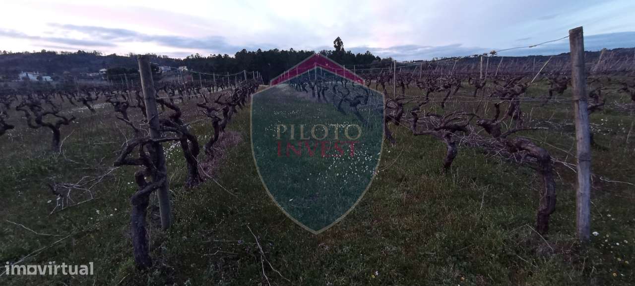 Quinta  Venda em Sezures,Penalva do Castelo-12