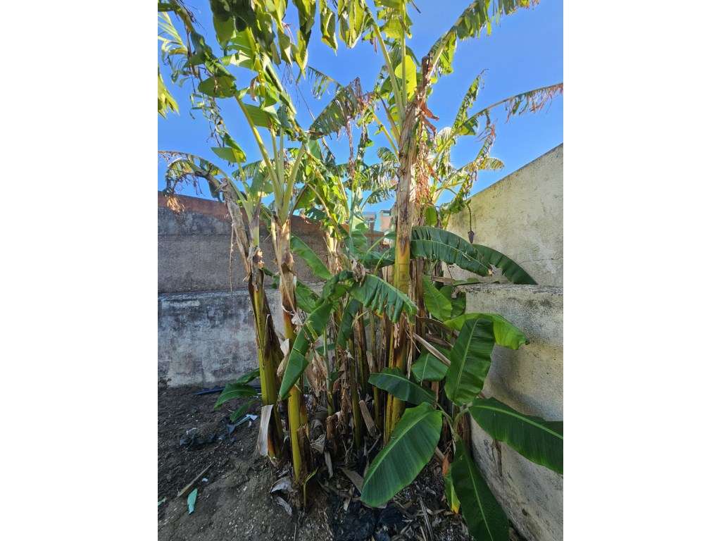 Moradia V4 em Bicesse, Alcabideche-50