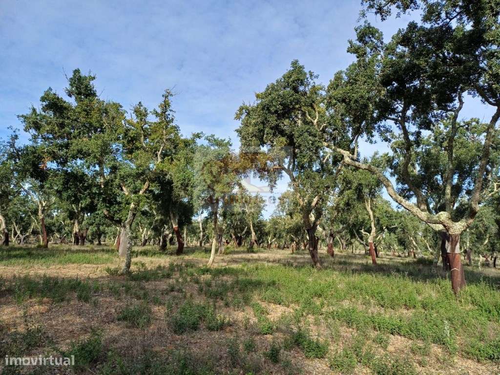 Herdade com montado de sobro de excelência em Grândola!-5