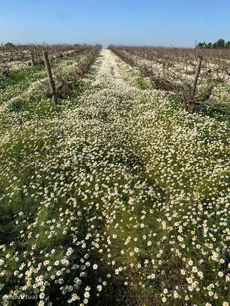 Terreno com possibilidade de construção de moradia - Grande imagem: 4/4