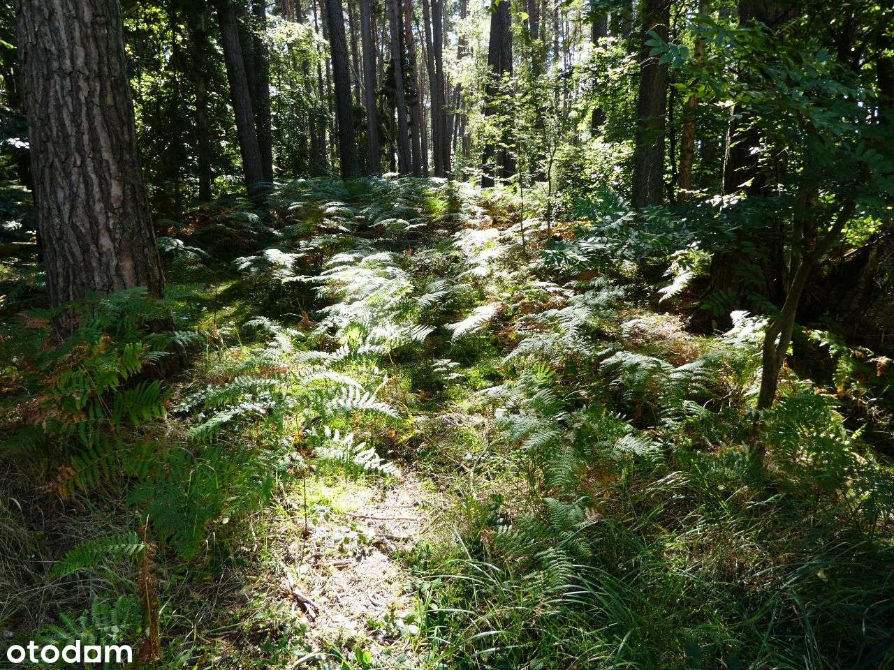 Działka nr 7/26 - zabudowa usługowa - Pełny obrazek: 4/7