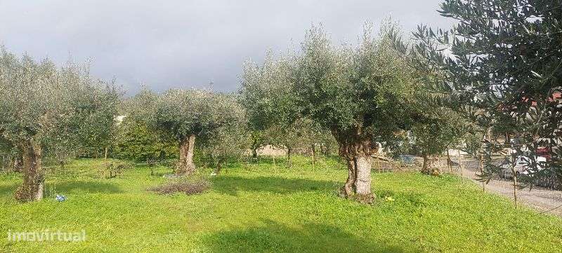 Excelente terreno para  construção. Ótima  localização - Grande imagem: 4/4