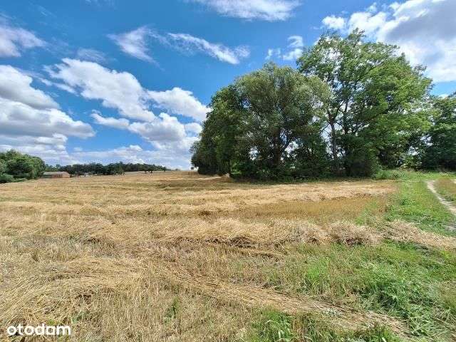 Działka, 4 240 m², Zglinna Duża-13