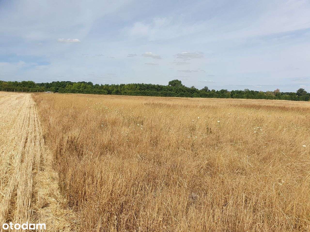 Działka rolno-budowlana Łagoszów Wielki 5,68 ha - Pełny obrazek: 3/4